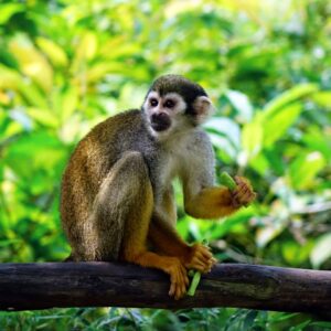 squirrel-monkey-monkey-climb-feeding-47074-47074.jpg