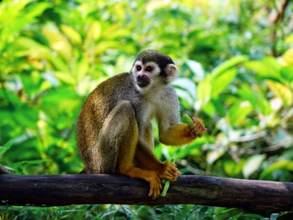 squirrel-monkey-monkey-climb-feeding-47074-47074.jpg